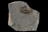 Unidentified Proetid Trilobite - Jorf, Morocco #125482-1